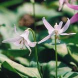 カタクリ（白花）
