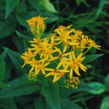 ミヤマアキノキリンソウ