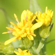 ミヤマアキノキリンソウ