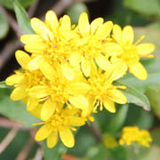 ミヤマアキノキリンソウ