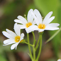 qiUN