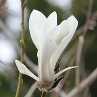 コブシの花