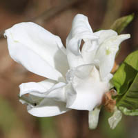 こぶしの花