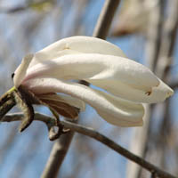 こぶしの花