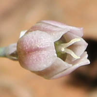 ヒメニラの花