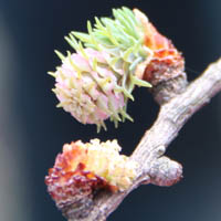 カラマツの花