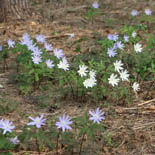 キクザキイチゲのお花畑